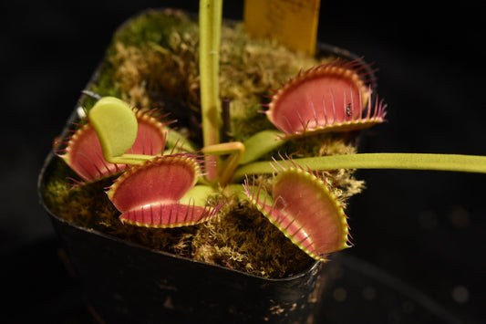 Dionaea muscipula Czech Giant