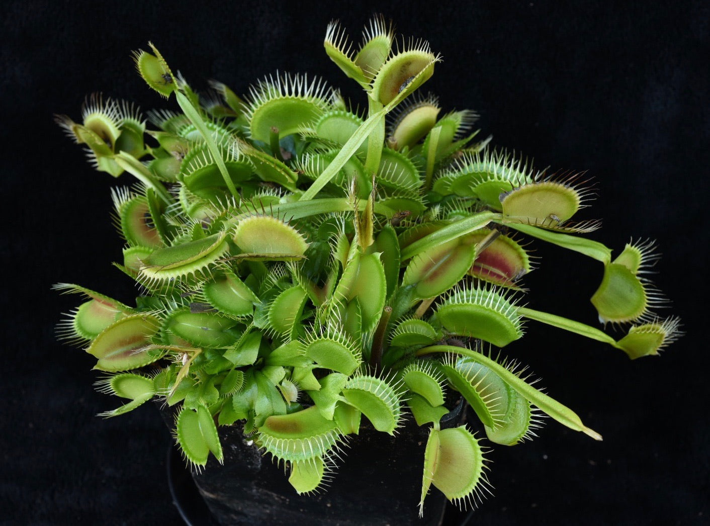 Dionaea muscipula DCXL