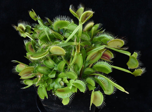 Dionaea muscipula DCXL