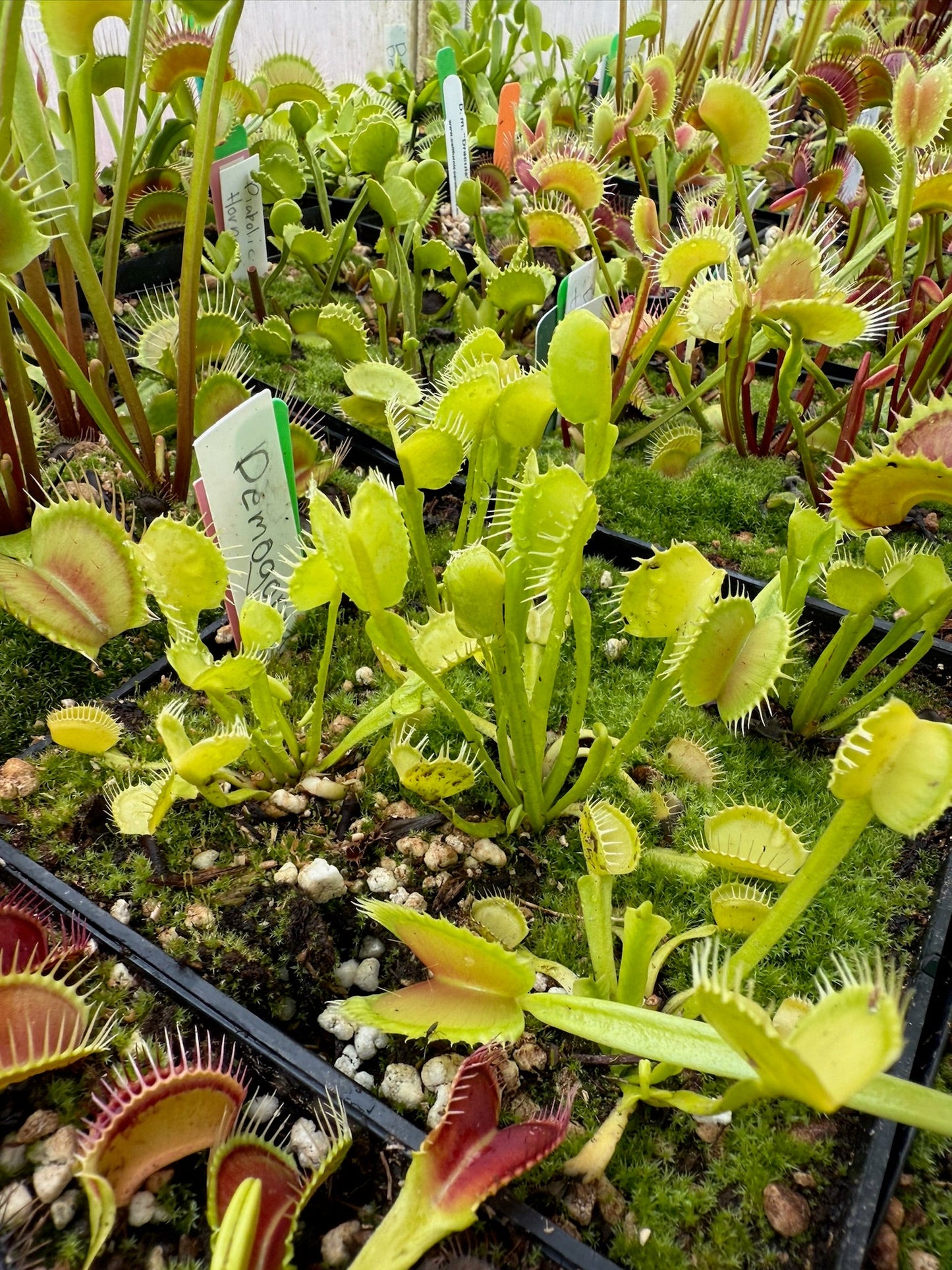 Dionaea muscipula Demogorgon