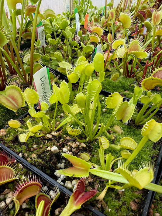Dionaea muscipula Demogorgon