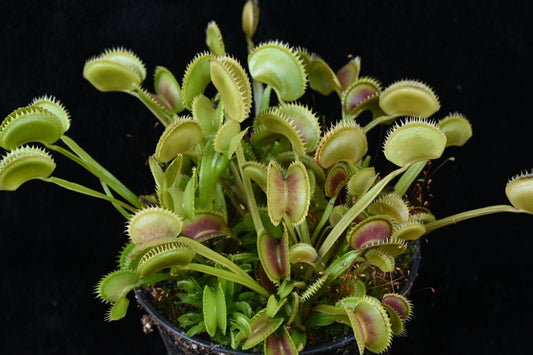 Dionaea muscipula Dentate Traps