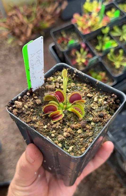 Dionaea muscipula Denti Acuminati