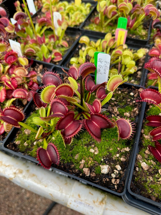 Dionaea muscipula Diflora Up Giant