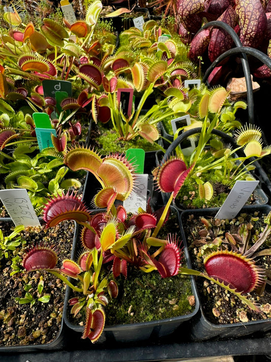 Dionaea muscipula Double Face