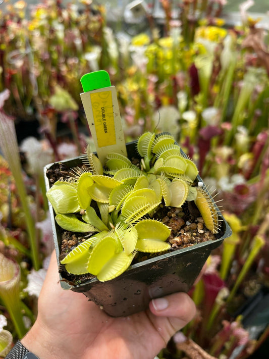 Dionaea muscipula Double Green