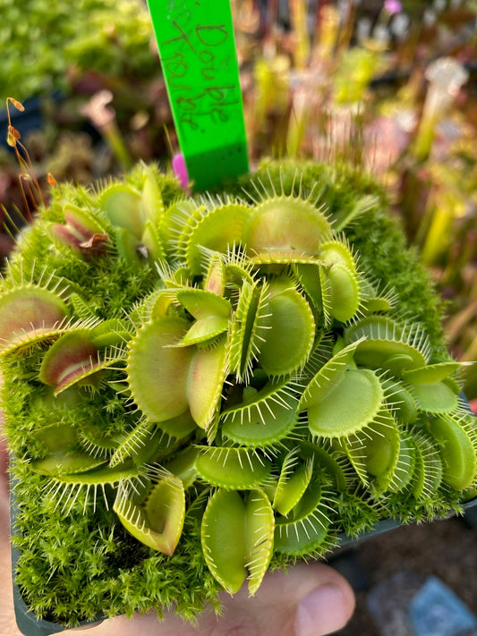 Dionaea muscipula Double Trouble