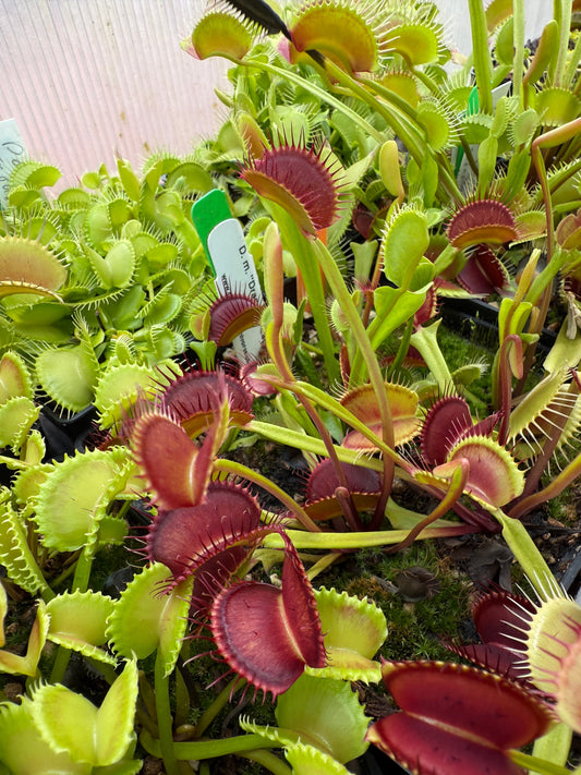 Dionaea muscipula Dracula’s Cape