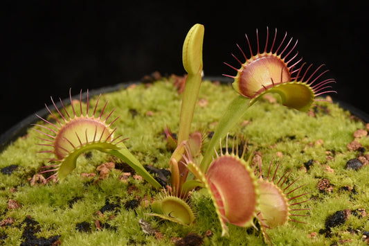 Dionaea muscipula Dreamsicle