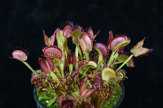 Dionaea muscipula Dutch
