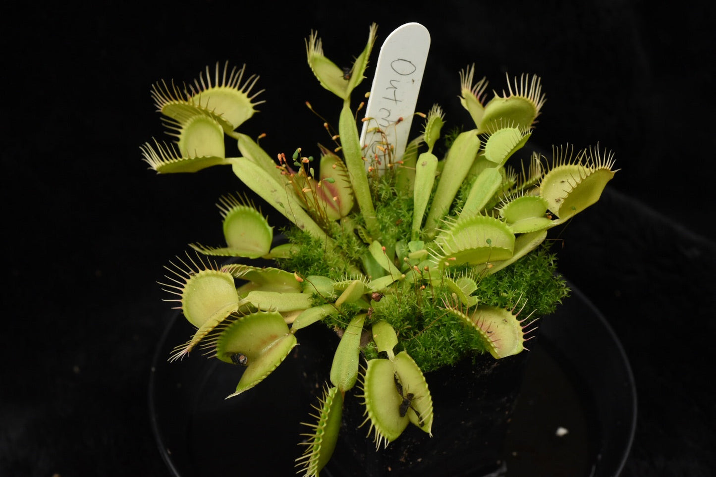 Dionaea muscipula Dutch Delight