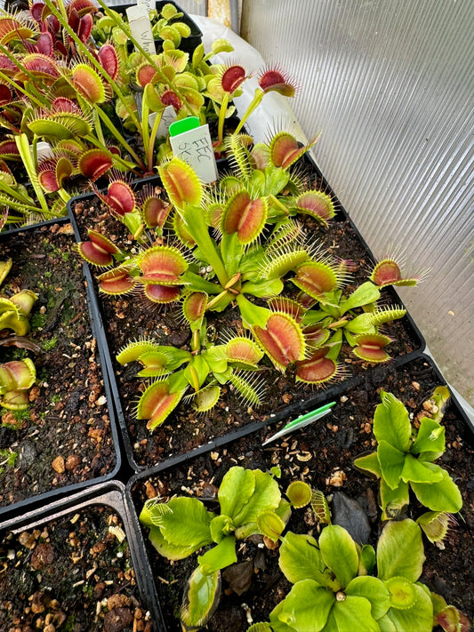 Dionaea muscipula EEC Skyscraper