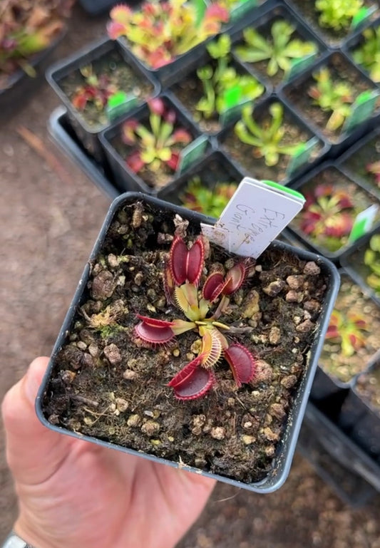 Dionaea muscipula Extreme Giant