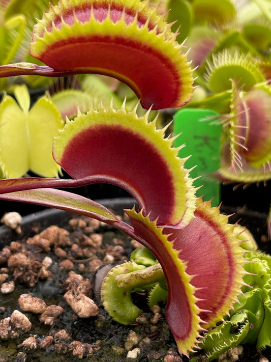 Dionaea muscipula FTS Archangel
