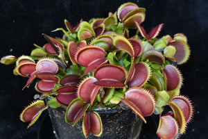 Dionaea muscipula FTS Crimson Sawtooth