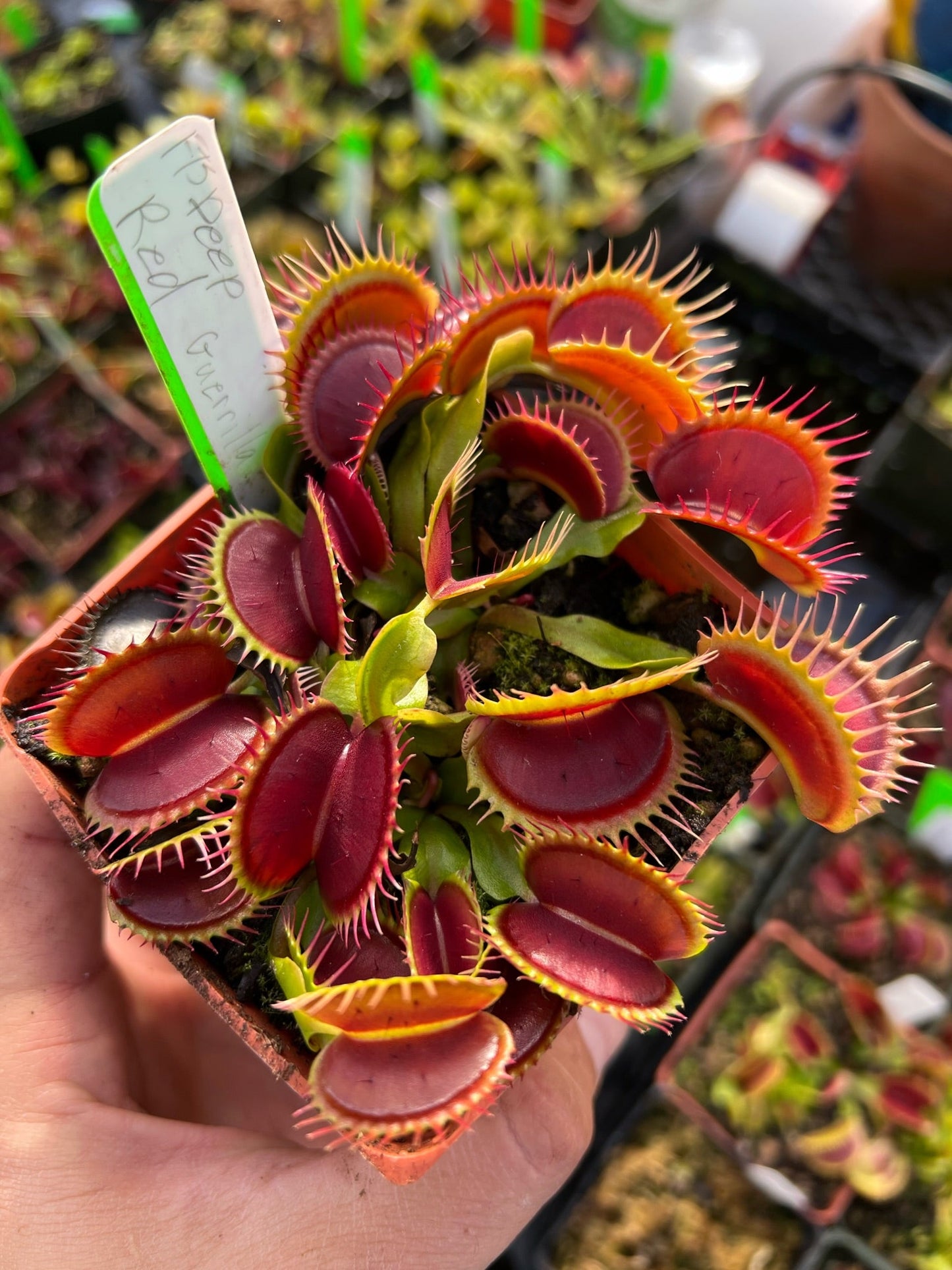 Dionaea muscipula FTS Deep Red Guerrilla