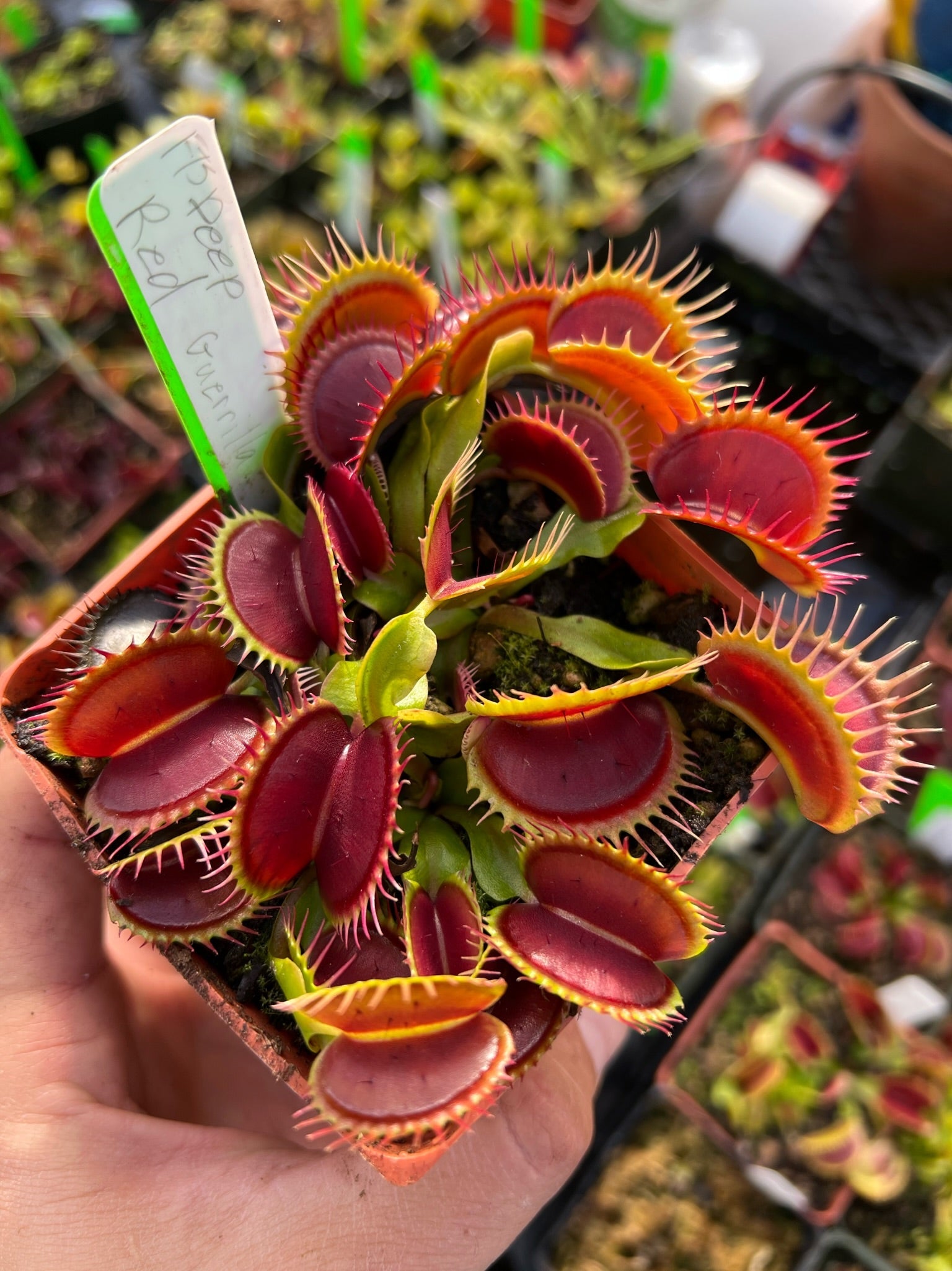 Dionaea muscipula FTS Deep Red Guerrilla