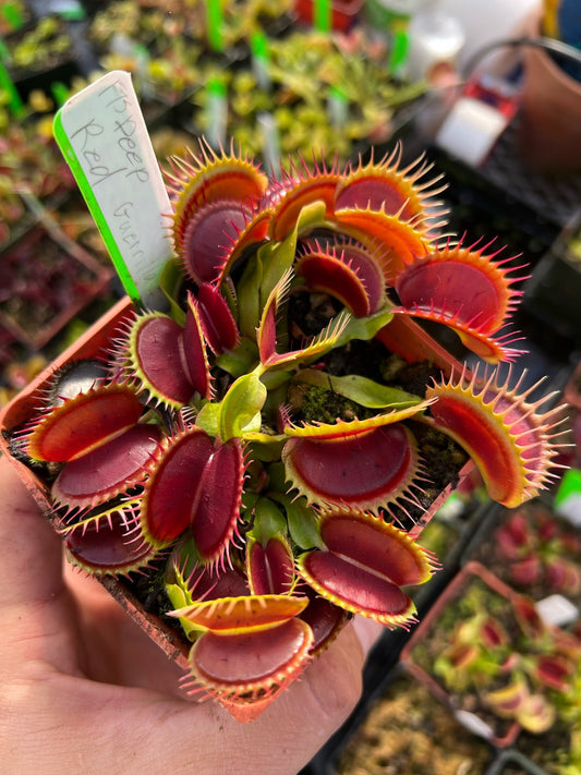 Dionaea muscipula FTS Deep Red Guerrilla