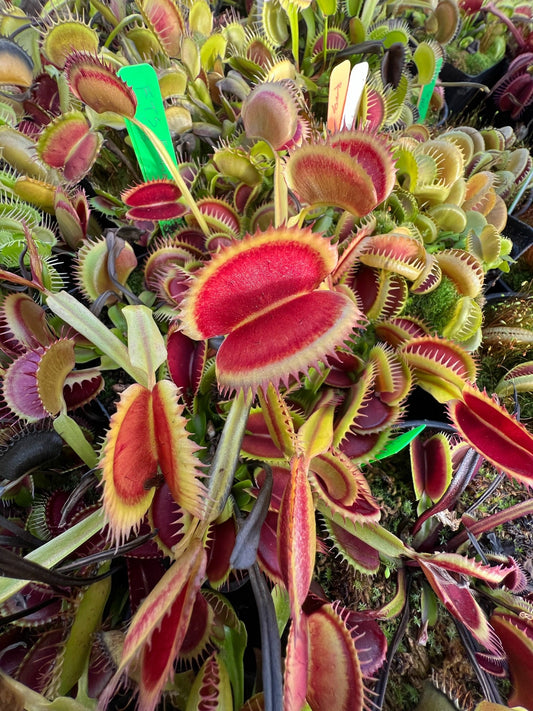 Dionaea muscipula FTS Flaming Lips