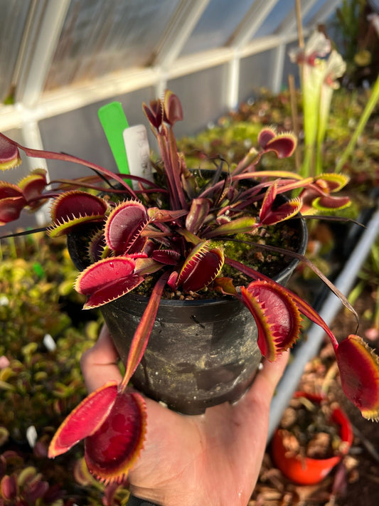 Dionaea muscipula FTS Incredible Red Hulk