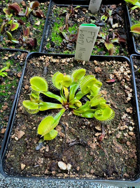 Dionaea muscipula FTS Loopy Mirror
