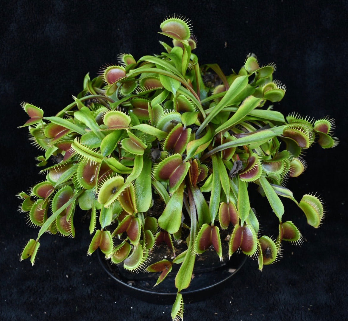 Dionaea muscipula FTS Maroon Monster