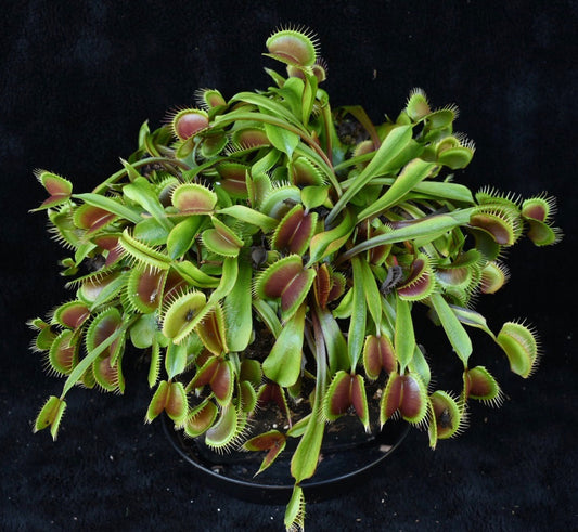 Dionaea muscipula FTS Maroon Monster