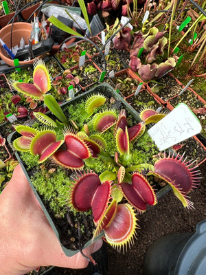 Dionaea muscipula FTS Super Vigorous