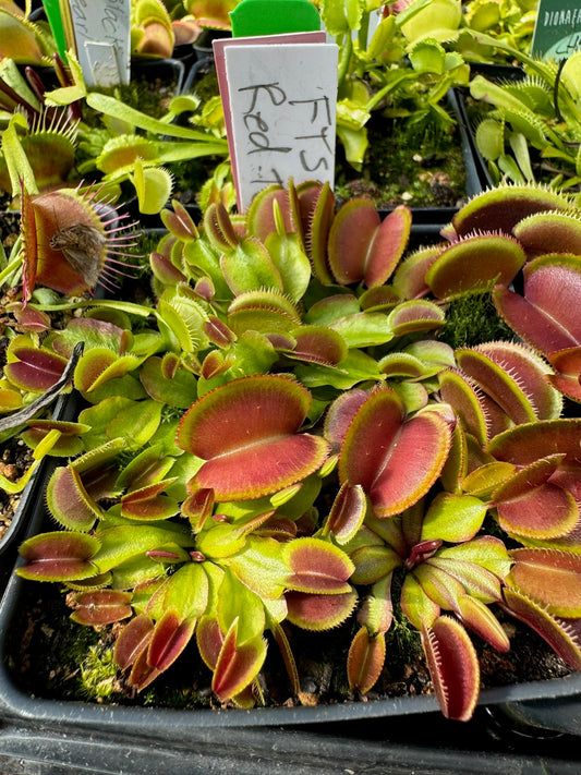 Dionaea muscipula FTS Tiny Red Terror
