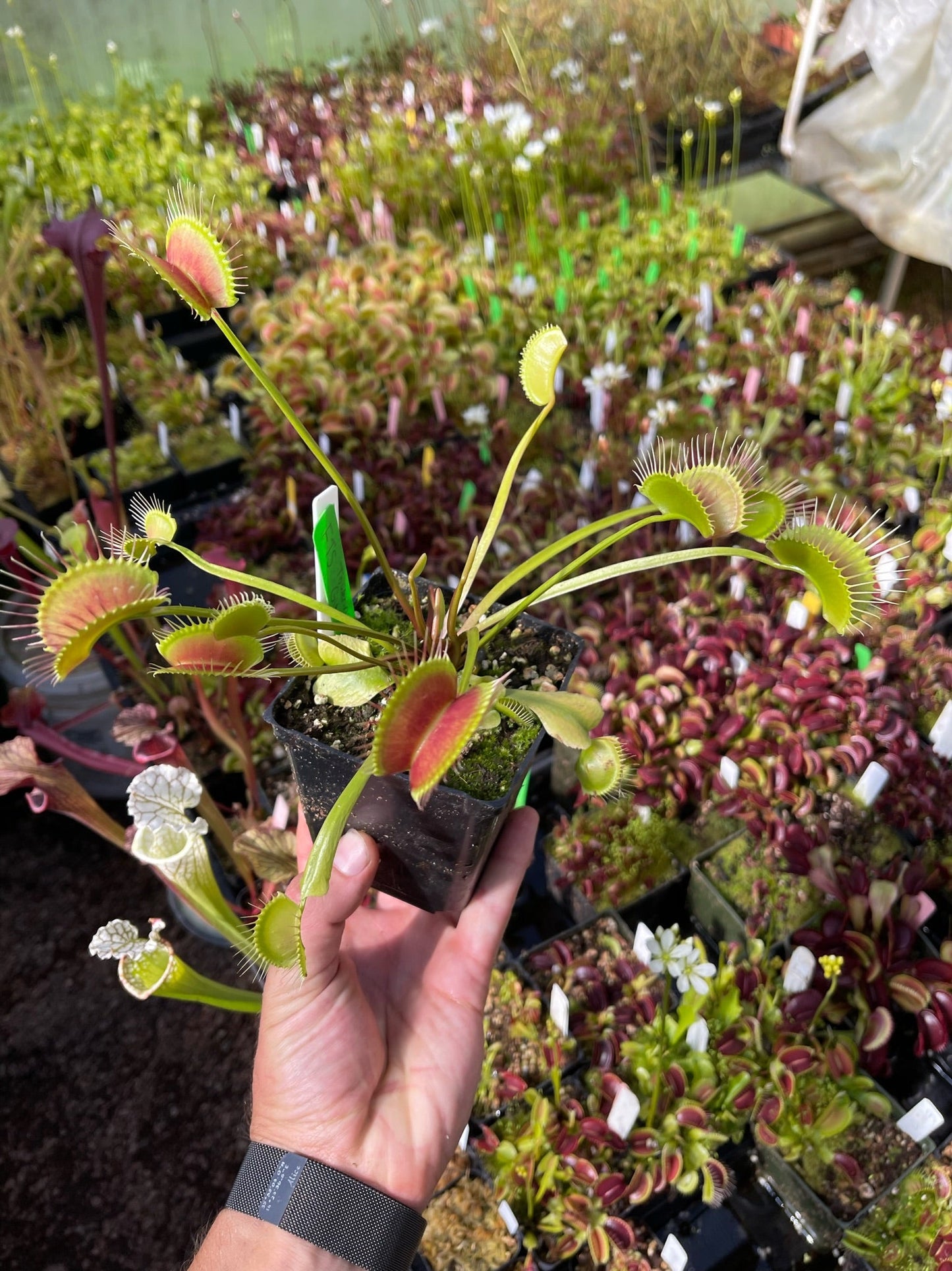 Dionaea muscipula FTS Towering Giant (Shipped Bare-Root) – Jeremiah's ...