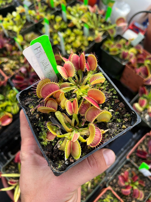 Dionaea muscipula FTS Wide Traps