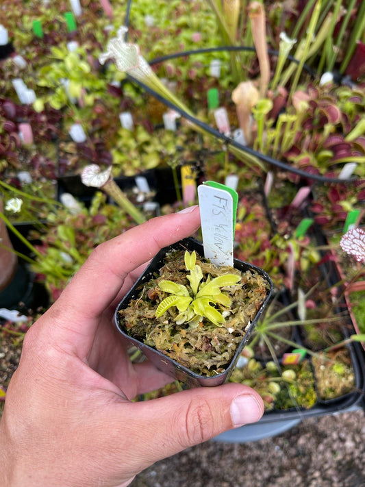 Dionaea muscipula FTS Yellow