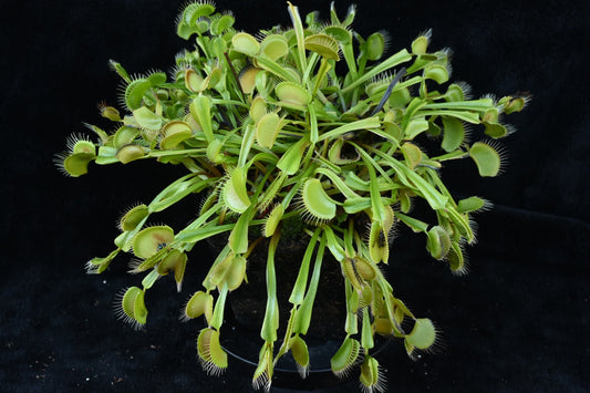 Dionaea muscipula Fang