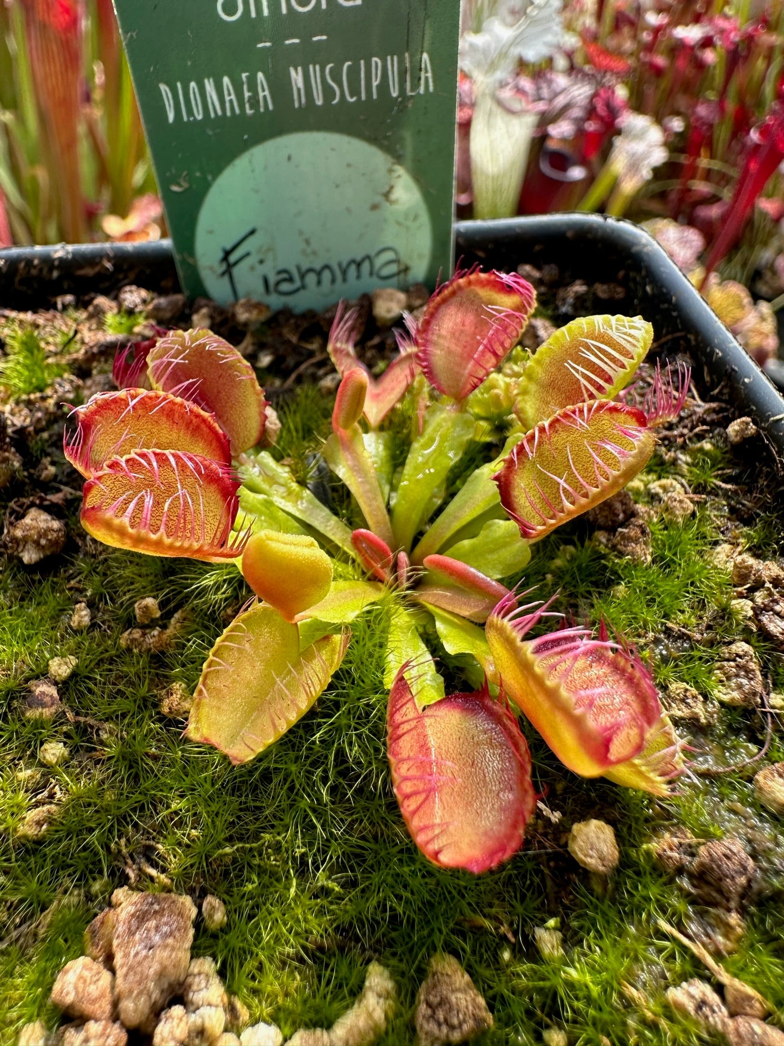 Dionaea muscipula Fiamma