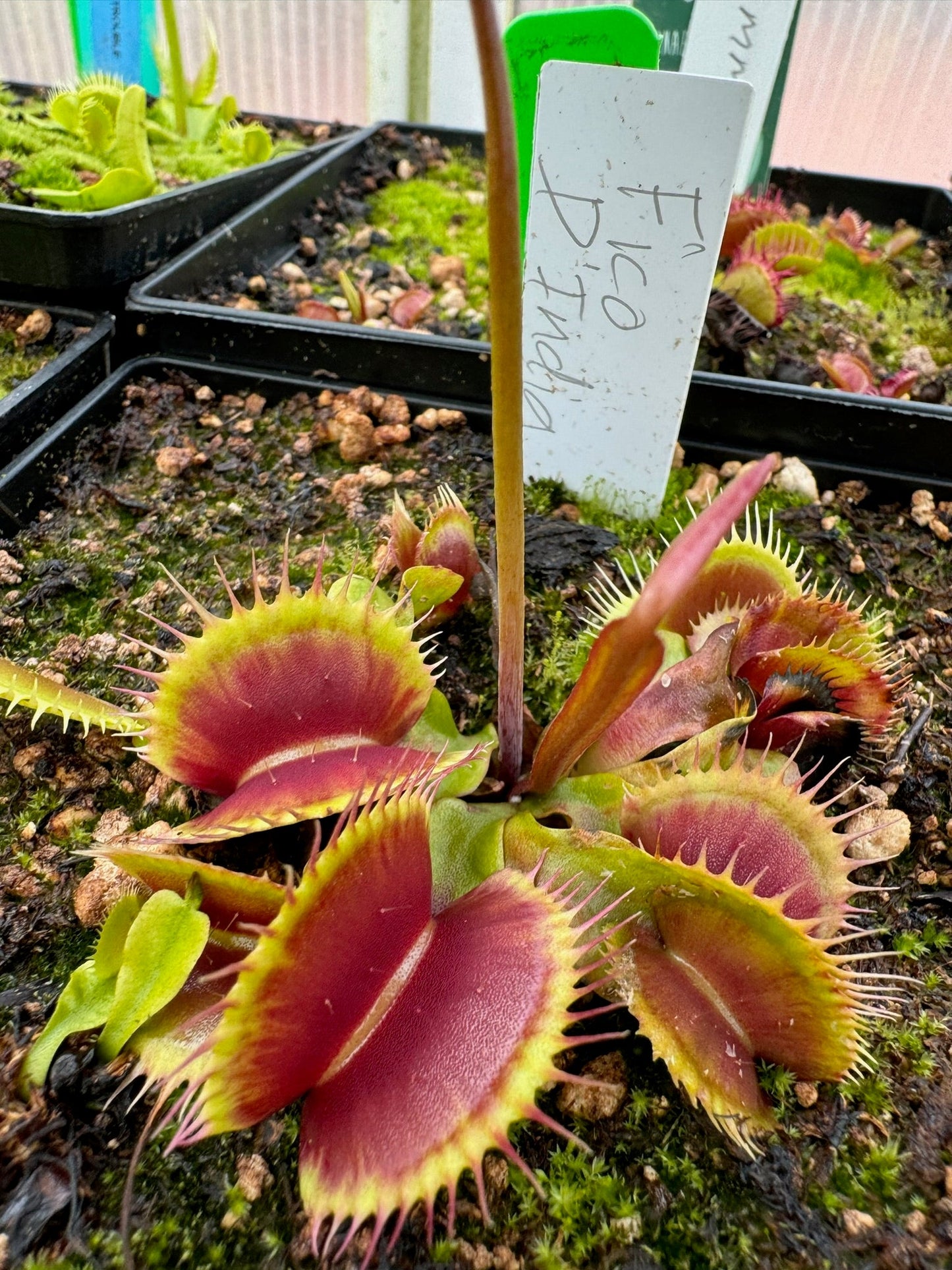 Dionaea muscipula Fico D'India
