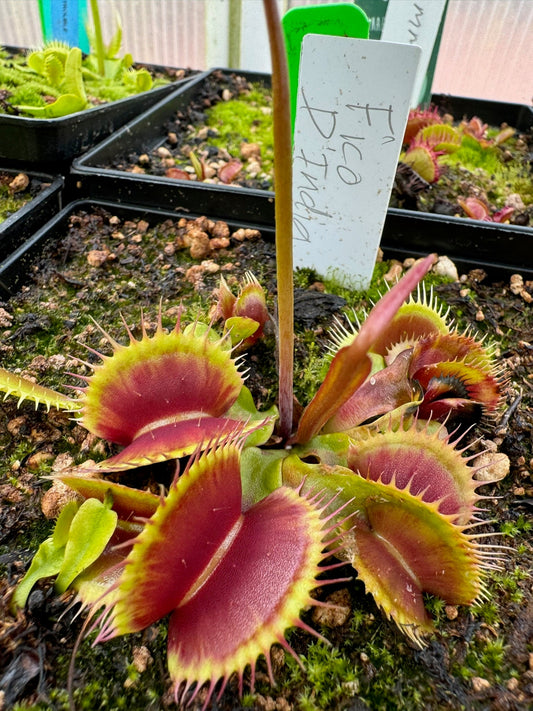Dionaea muscipula Fico D'India