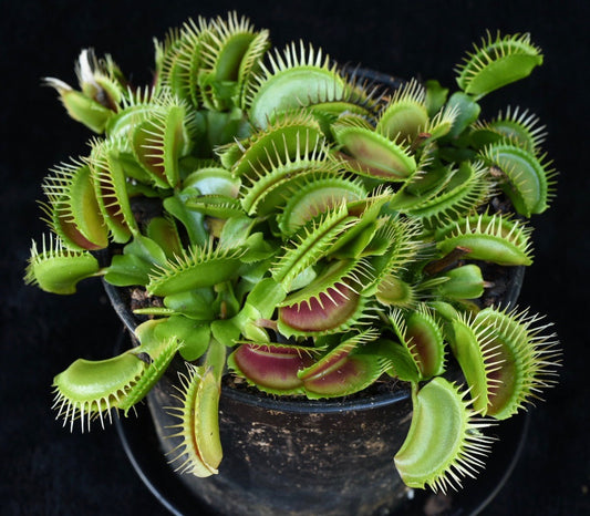 Dionaea muscipula Fine Tooth x Red