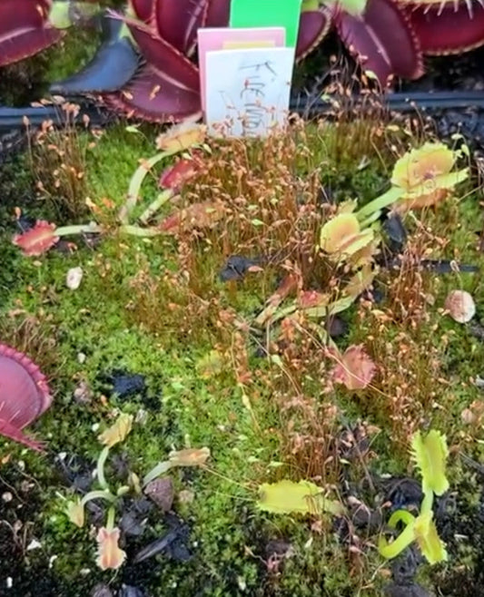 Dionaea muscipula Firemouth