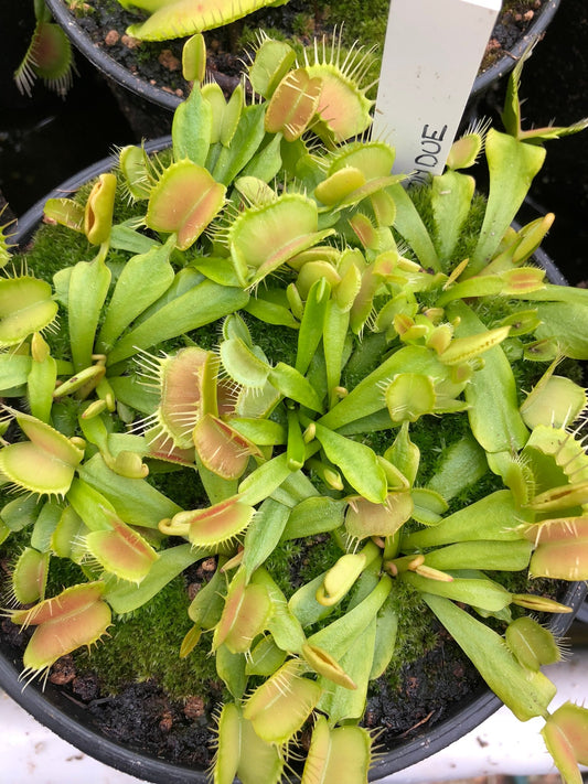Dionaea muscipula Fondue