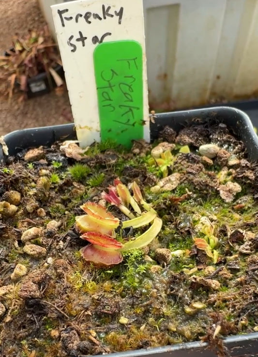 Dionaea muscipula Freaky Star
