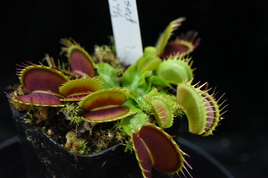 Dionaea muscipula Fused Tooth