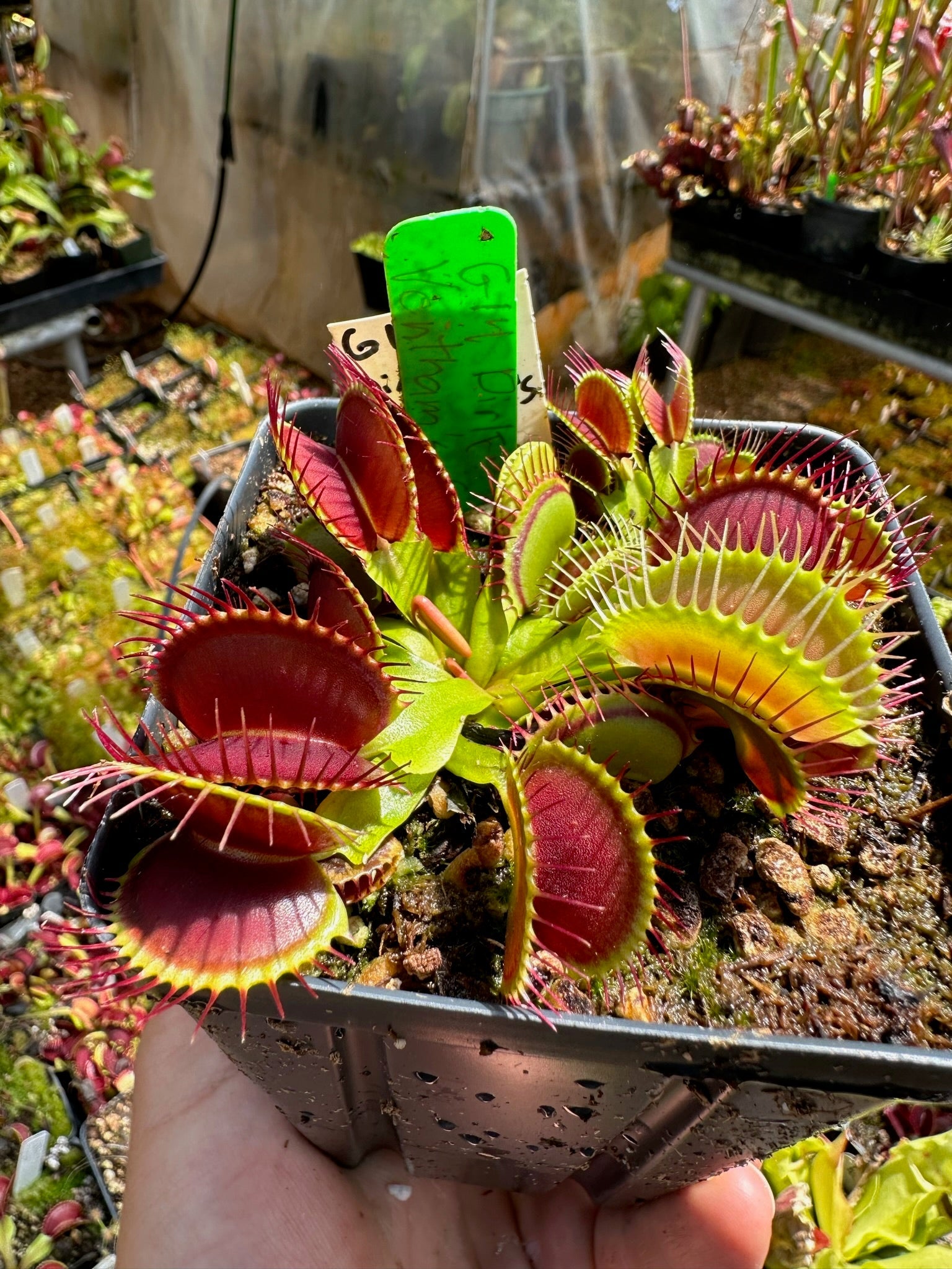 Dionaea muscipula G14 Dirk Ventham’s Giant