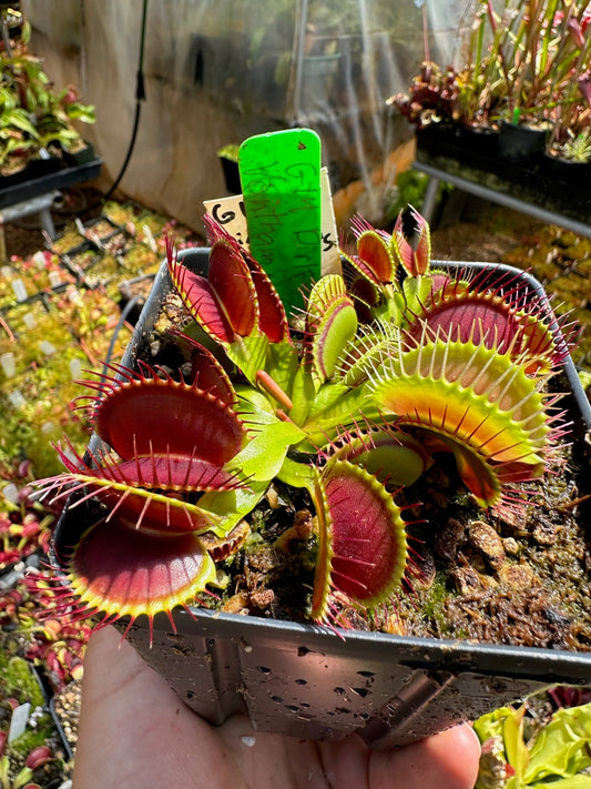 Dionaea muscipula G14 Dirk Ventham’s Giant