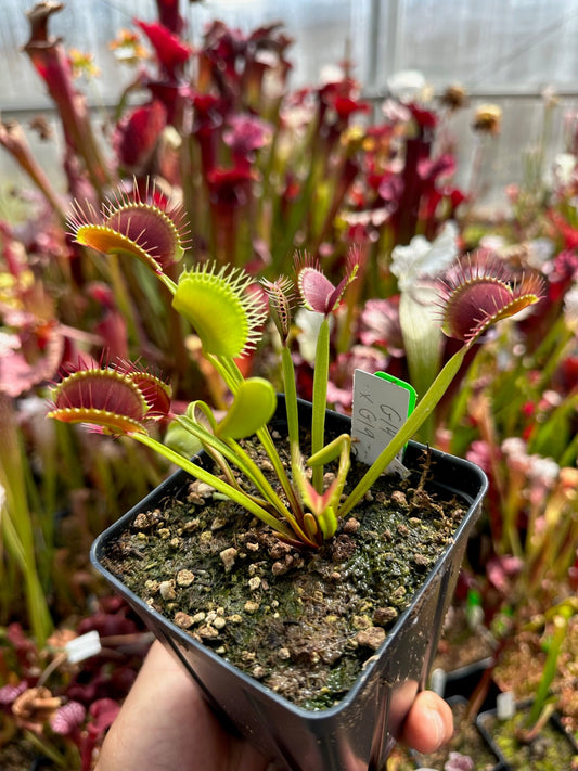 Dionaea muscipula G14xG19