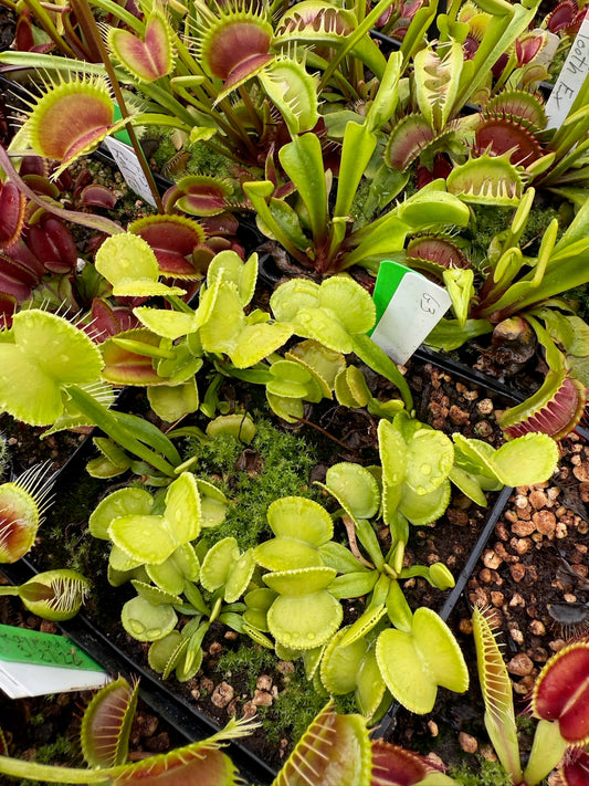 Dionaea muscipula G3