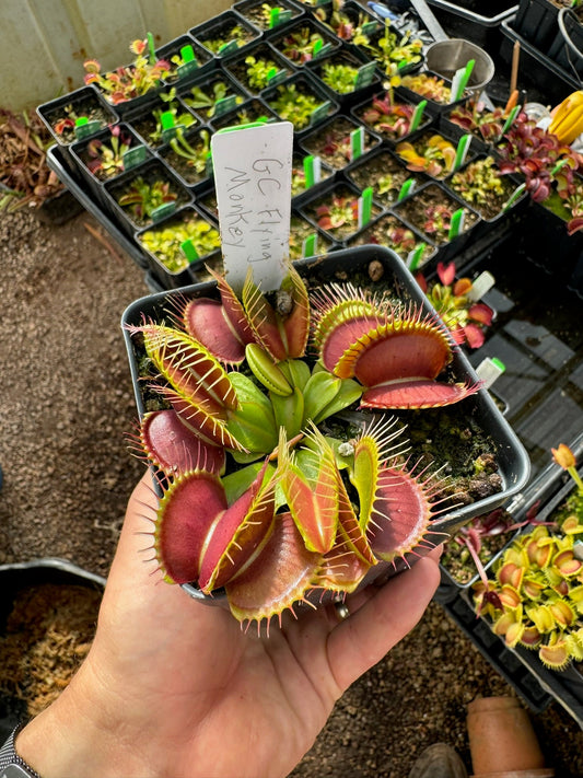 Dionaea muscipula GC Flying Monkey