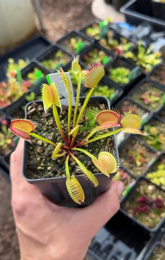 Dionaea muscipula GC Vertical