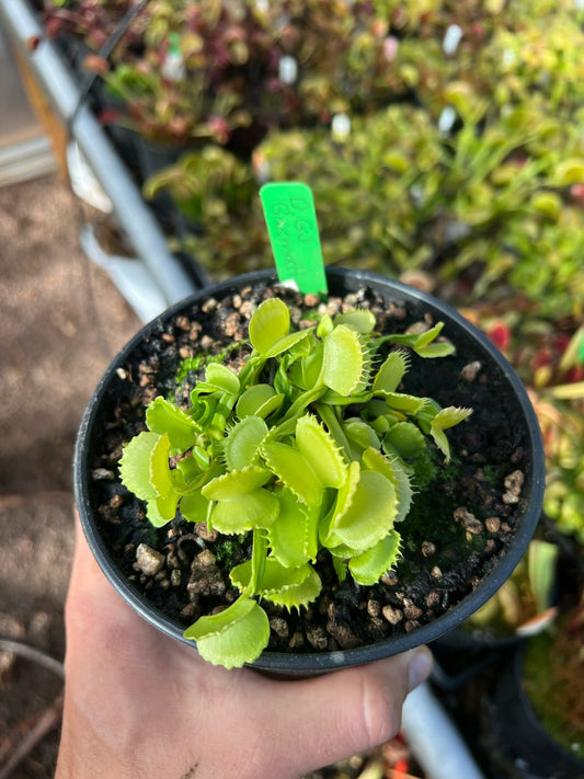Dionaea muscipula GJ Basmati