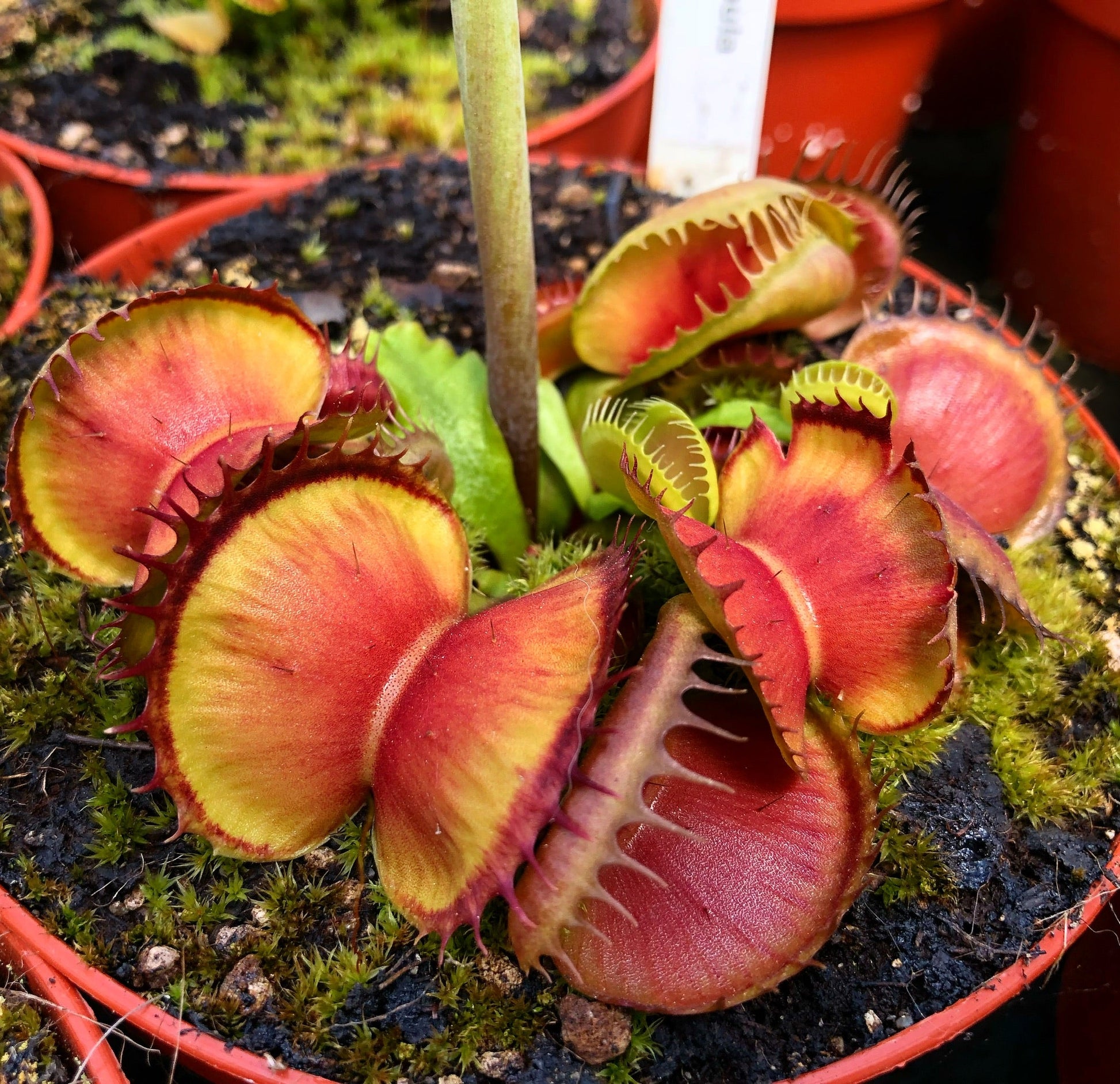 Dionaea muscipula GJ Bloody Nurse