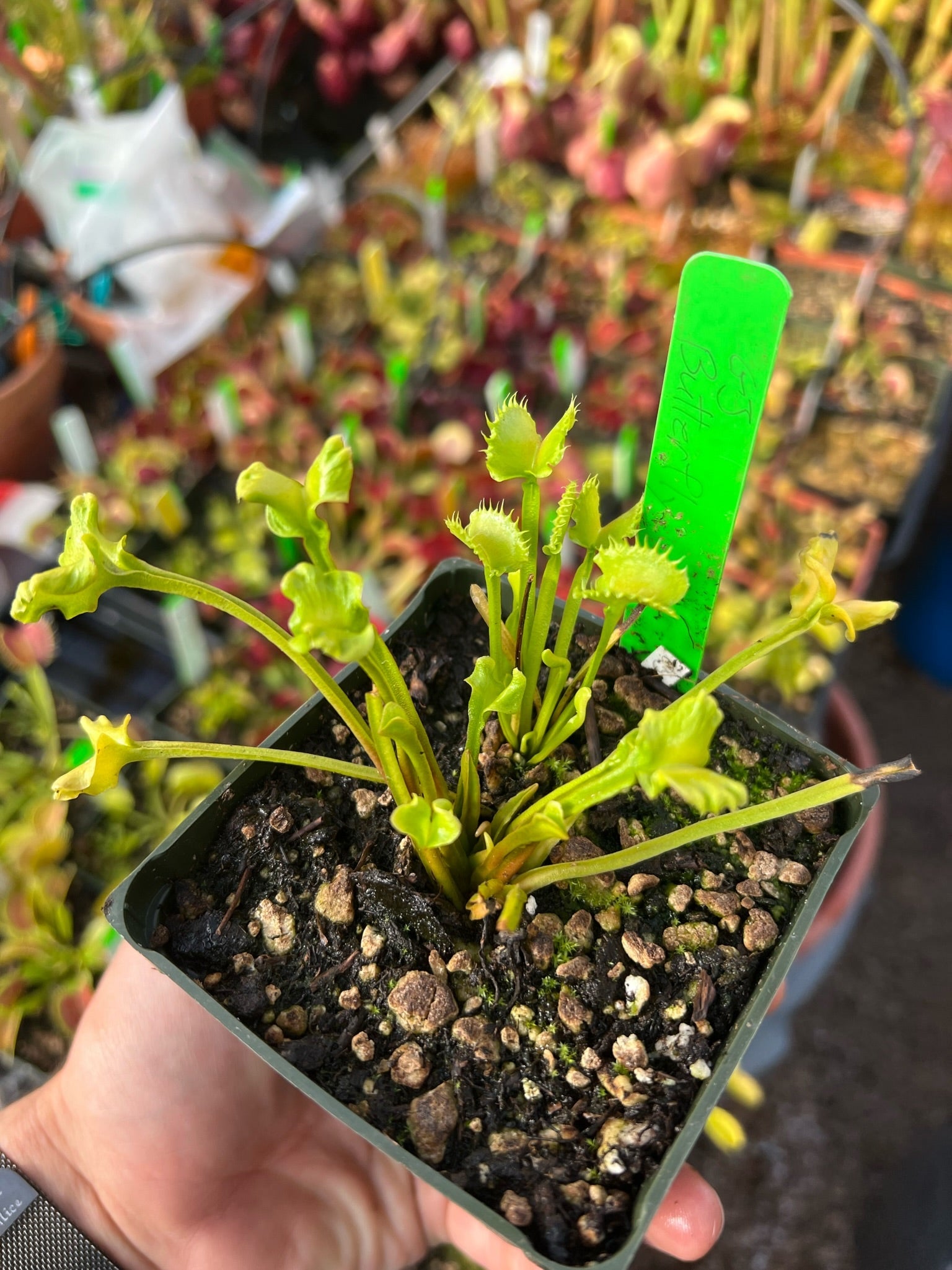 Dionaea muscipula GJ Butterfly